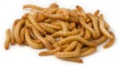 Levende Meelwormen 1000gr Eigen Kweek