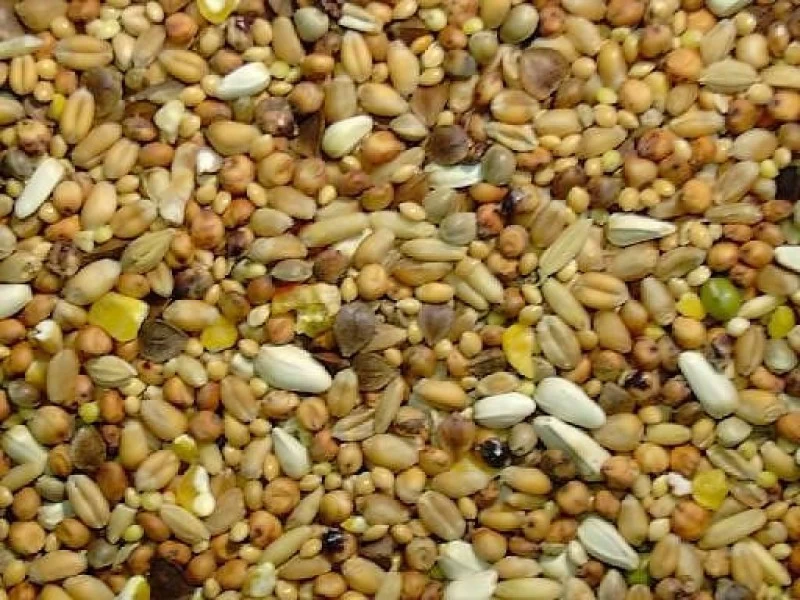 Tortelduivenvoer 5kg